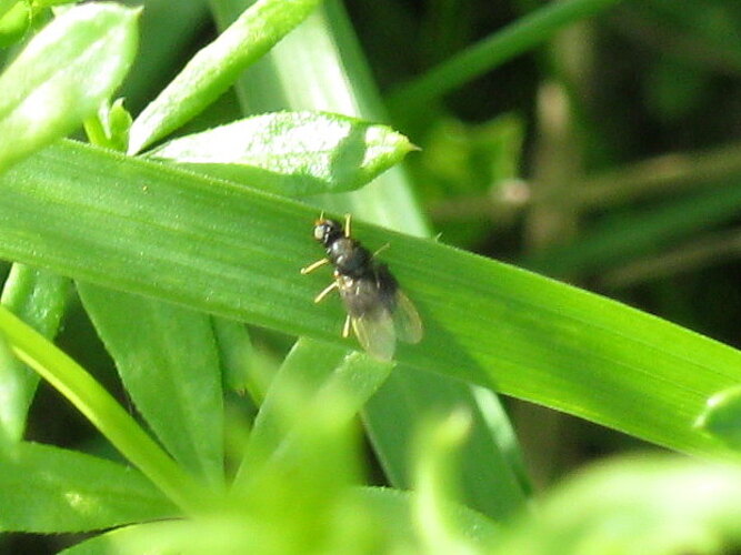 atra