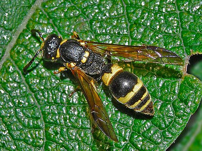 gracilis