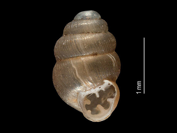 Vertigo_substriata_a.jpg  