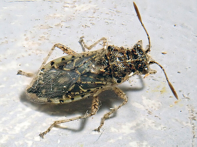 parampunctatus