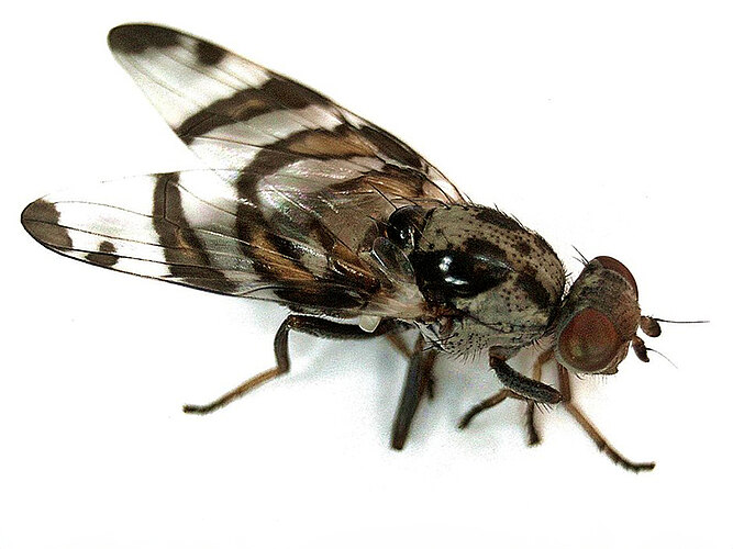 octopunctata