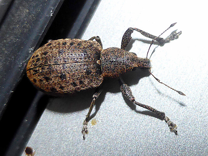 tessulatus