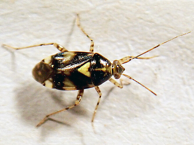 tripustulatus