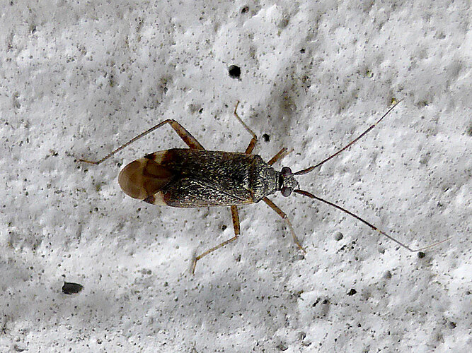 fulvomaculatus