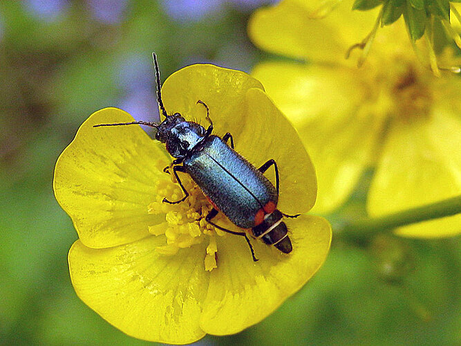 bipustulatus
