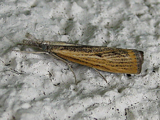 inquinatella