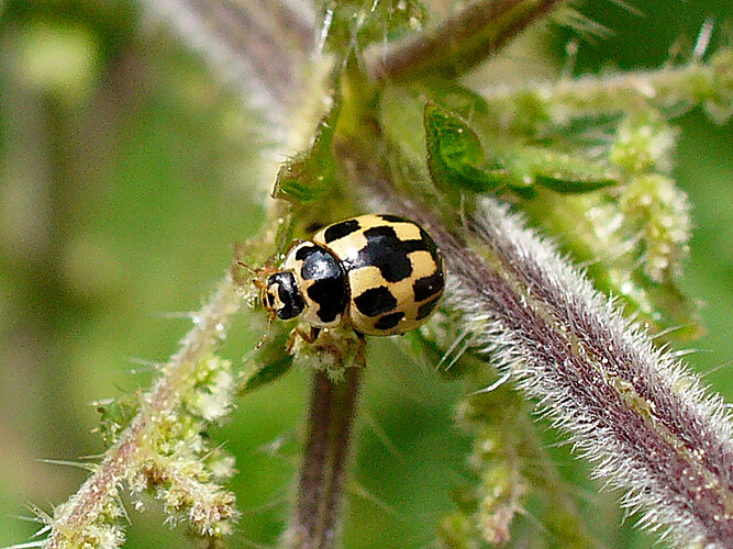 quatuordecimpunctata