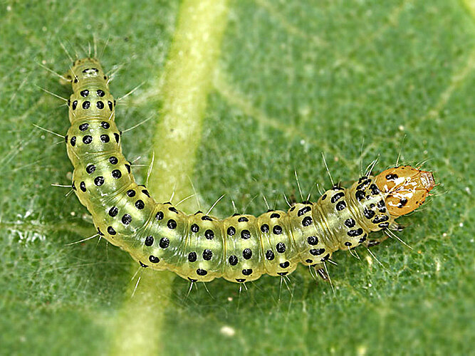 nemorana