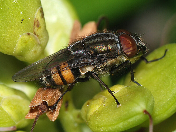lunata