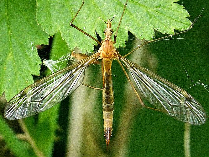 lunata