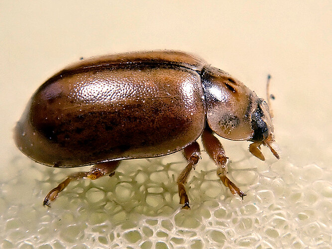 obliterata