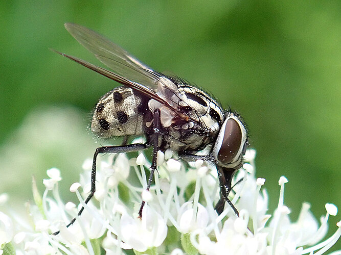 maculata