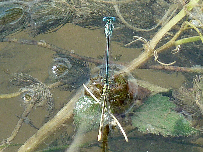 pennipes