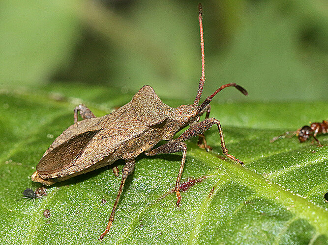 marginatus
