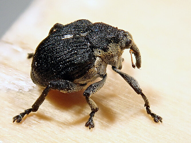 punctumalbum