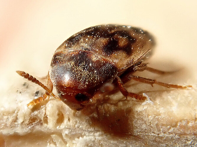 undulata