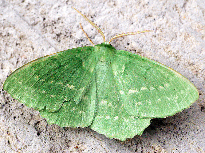 papilionaria