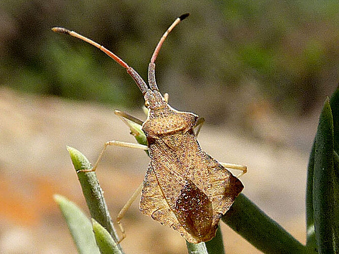 rhombeus