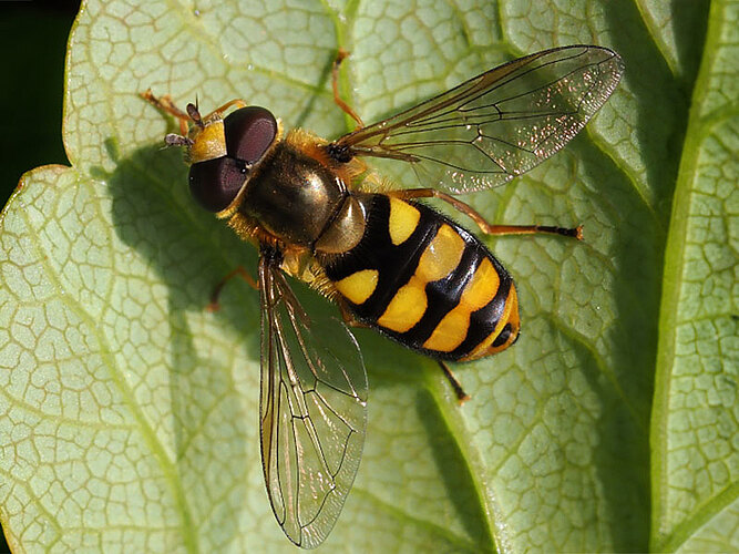 latifasciatus