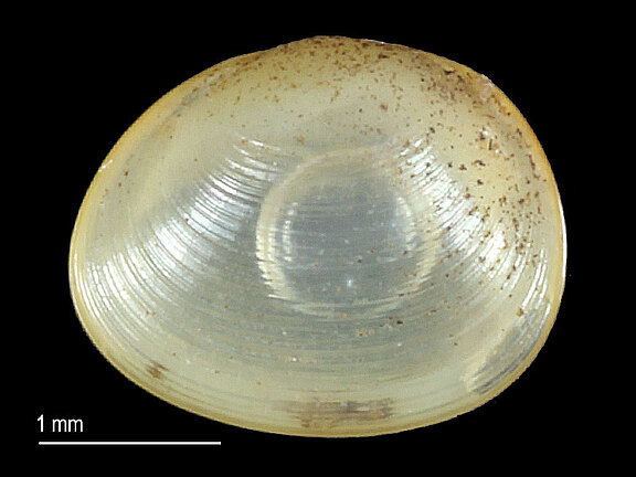 Pisidium_pseudosphaerium_a.jpg  