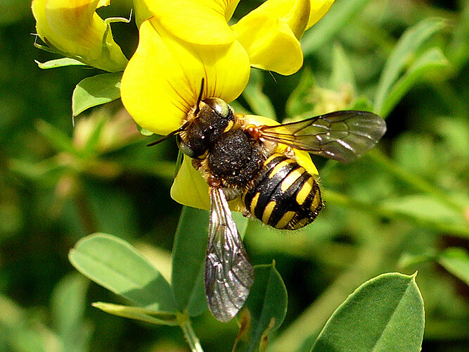 manicatum