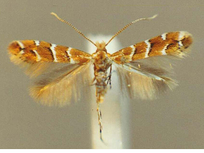 ohridella