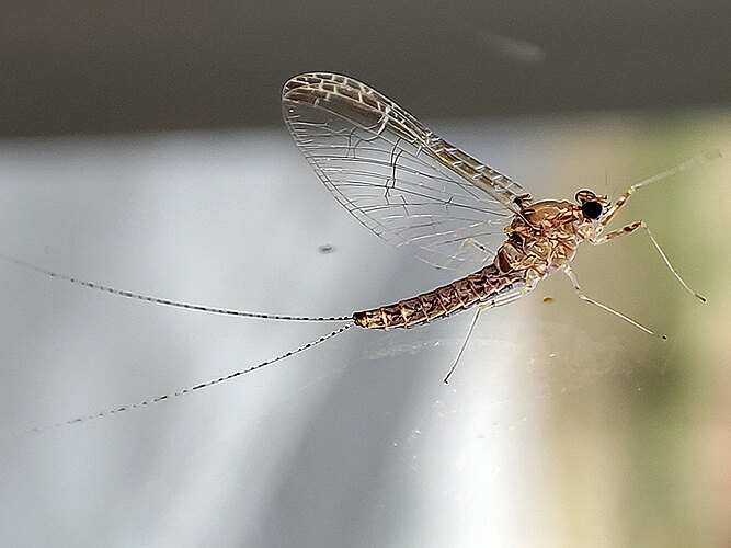 dipterum