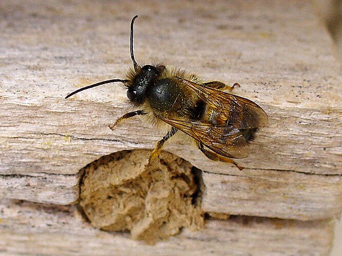 bicornis