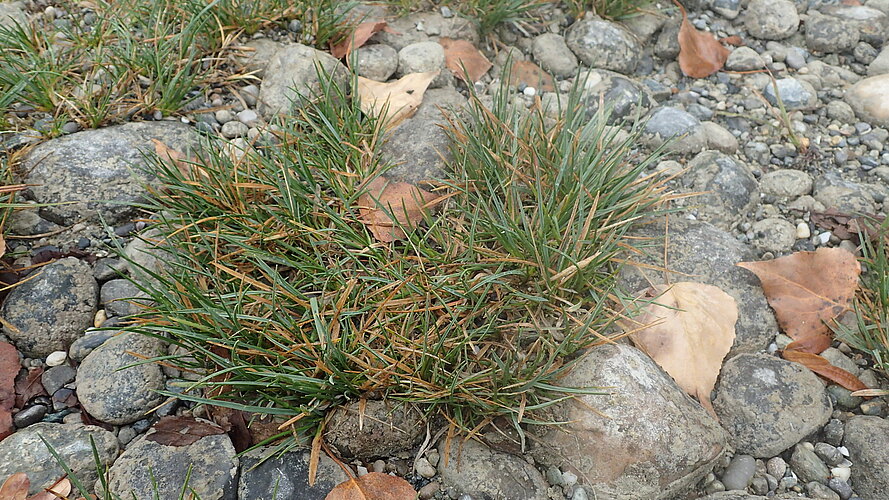 cespitosa var. littoralis