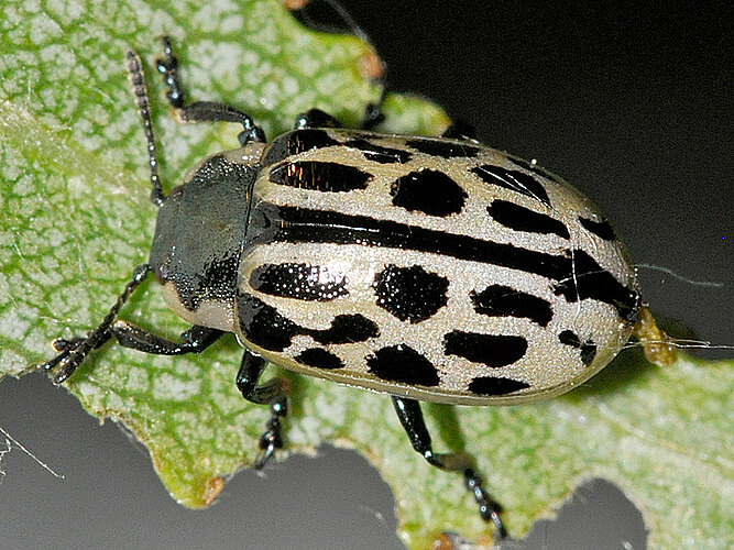 vigintipunctata
