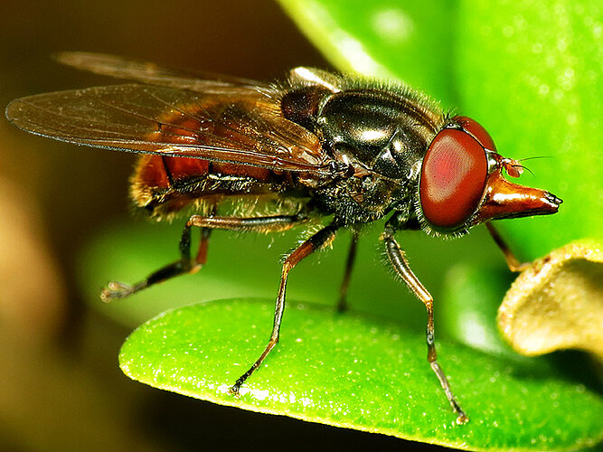 campestris