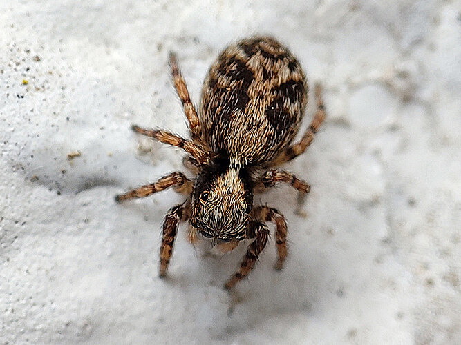 lanigera