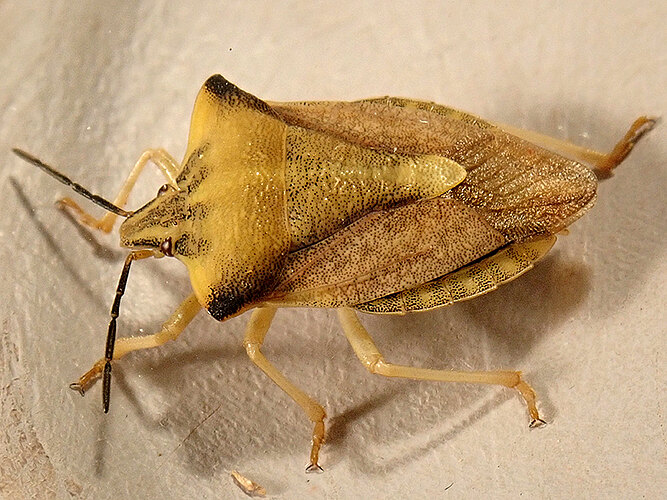 fuscispinus