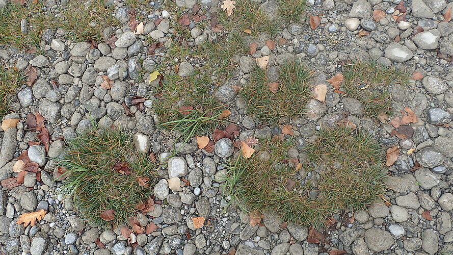 cespitosa var. littoralis