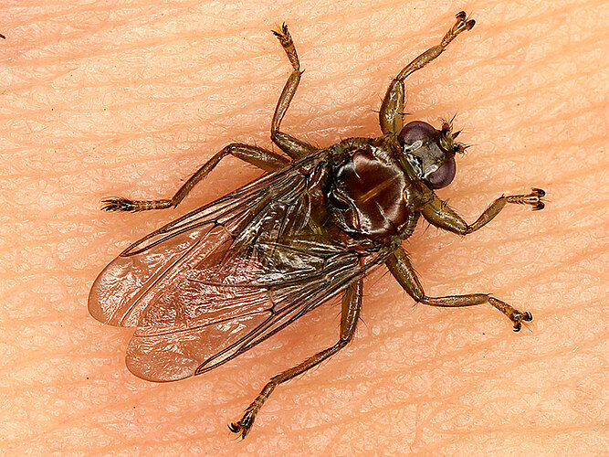 avicularia