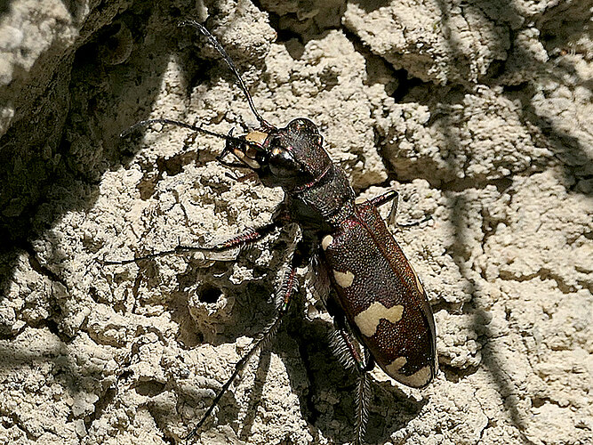 sylvicola