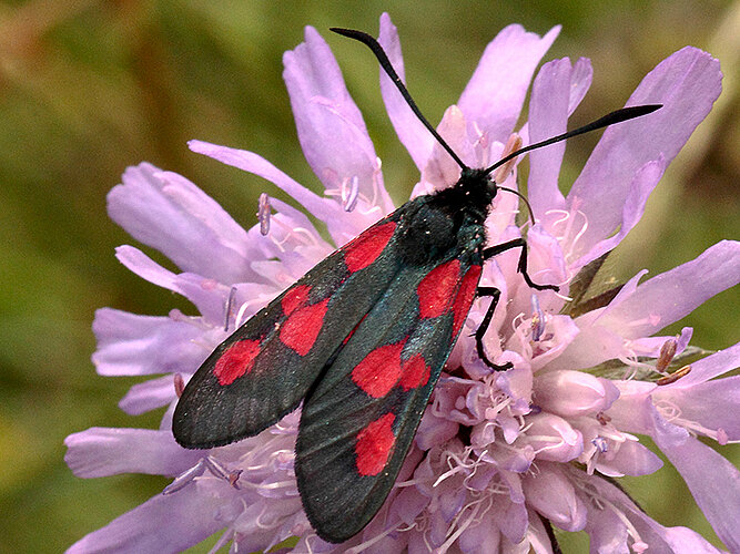 trifolii