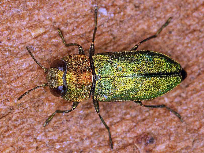 nitidula