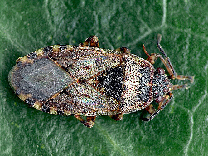 salviae