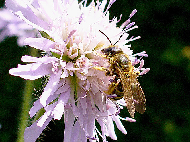scabiosae