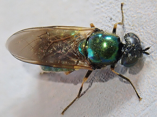 formosa
