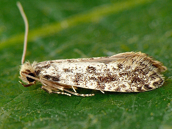 granella