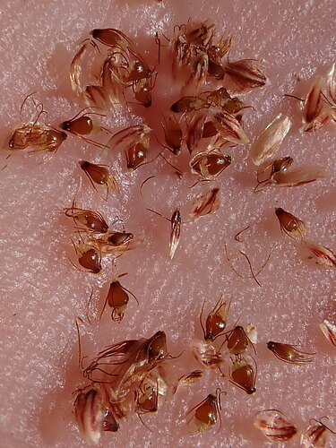 ovata