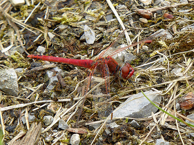 fonscolombii