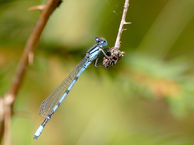cyathigerum