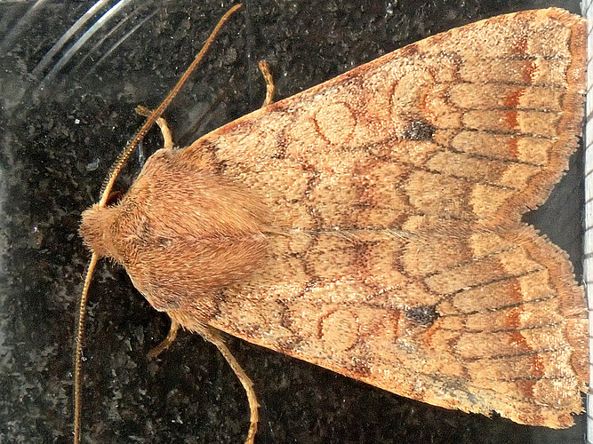 circellaris