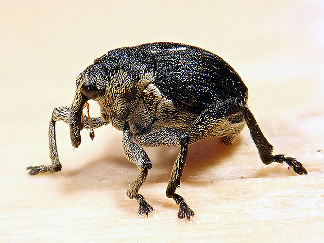 punctumalbum