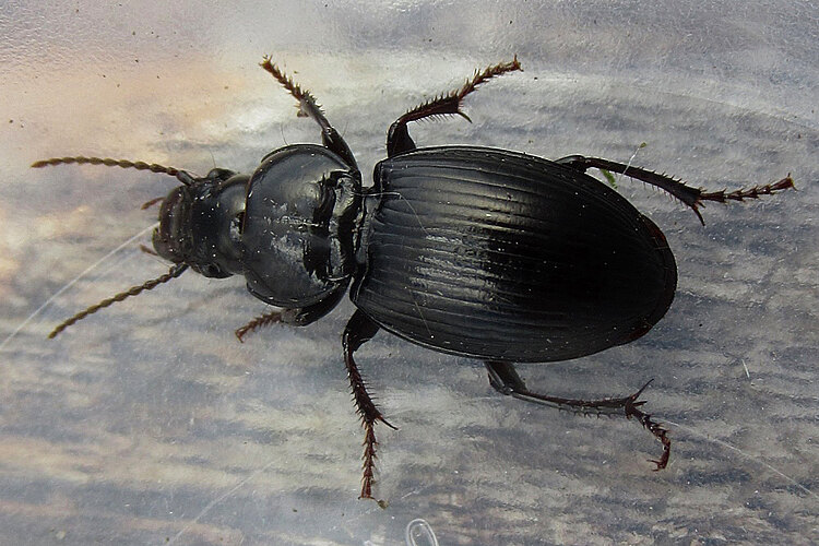 elatus