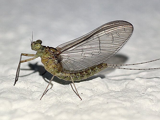 dipterum