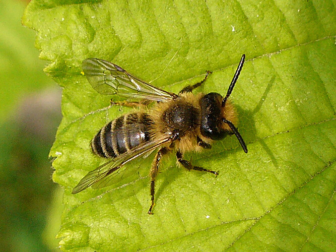 flavipes